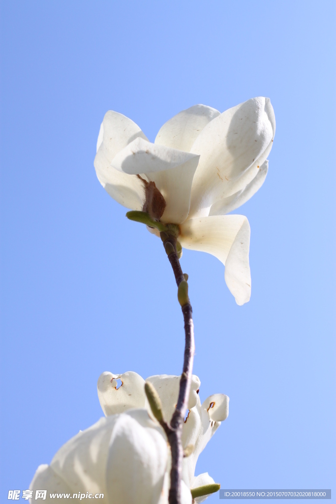 玉兰花
