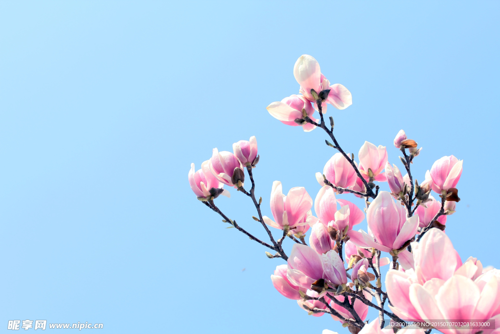 玉兰花