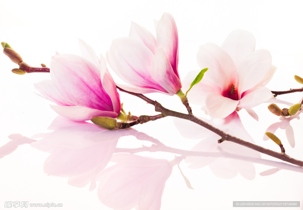 玉兰花