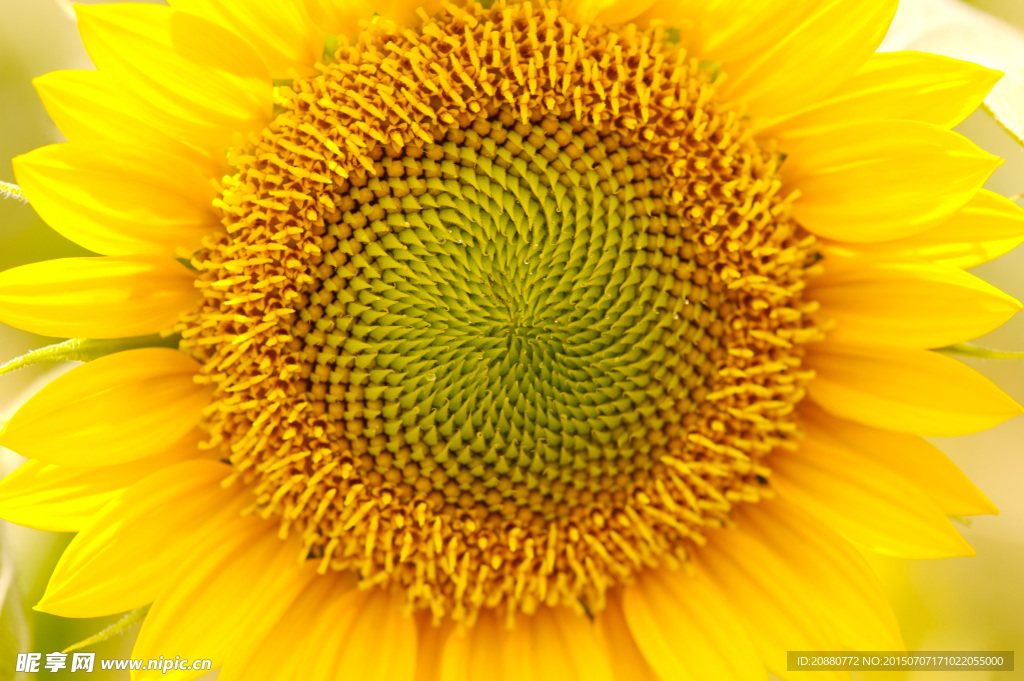 太阳花