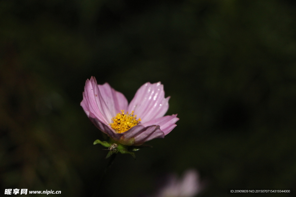 一朵小红花