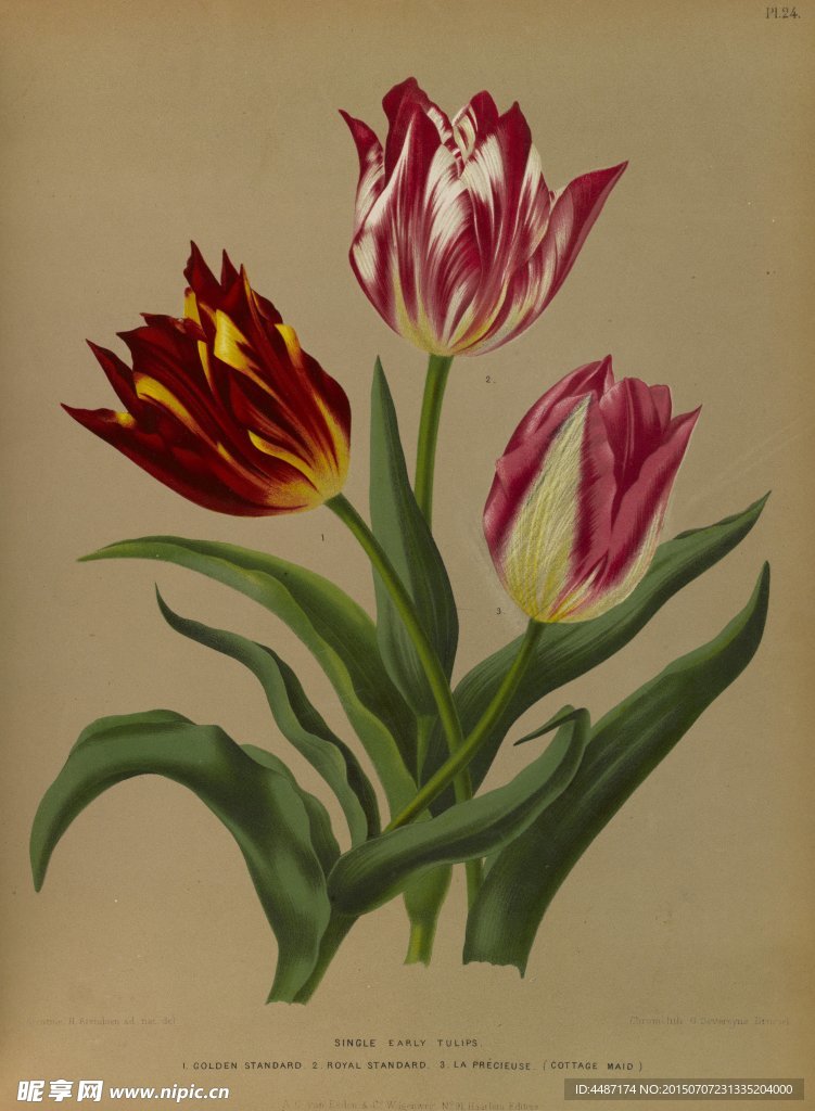复古手绘 郁金香 植物图 插画
