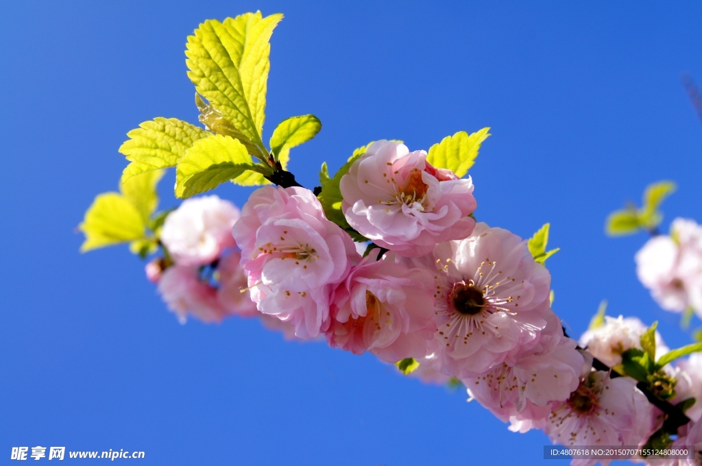 樱花