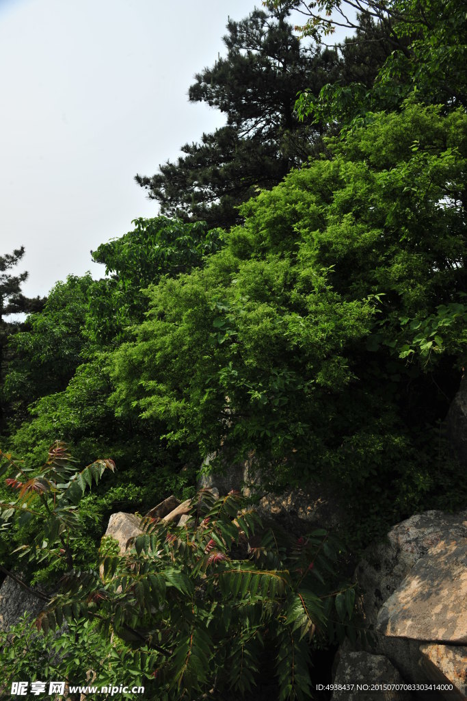 山区植被