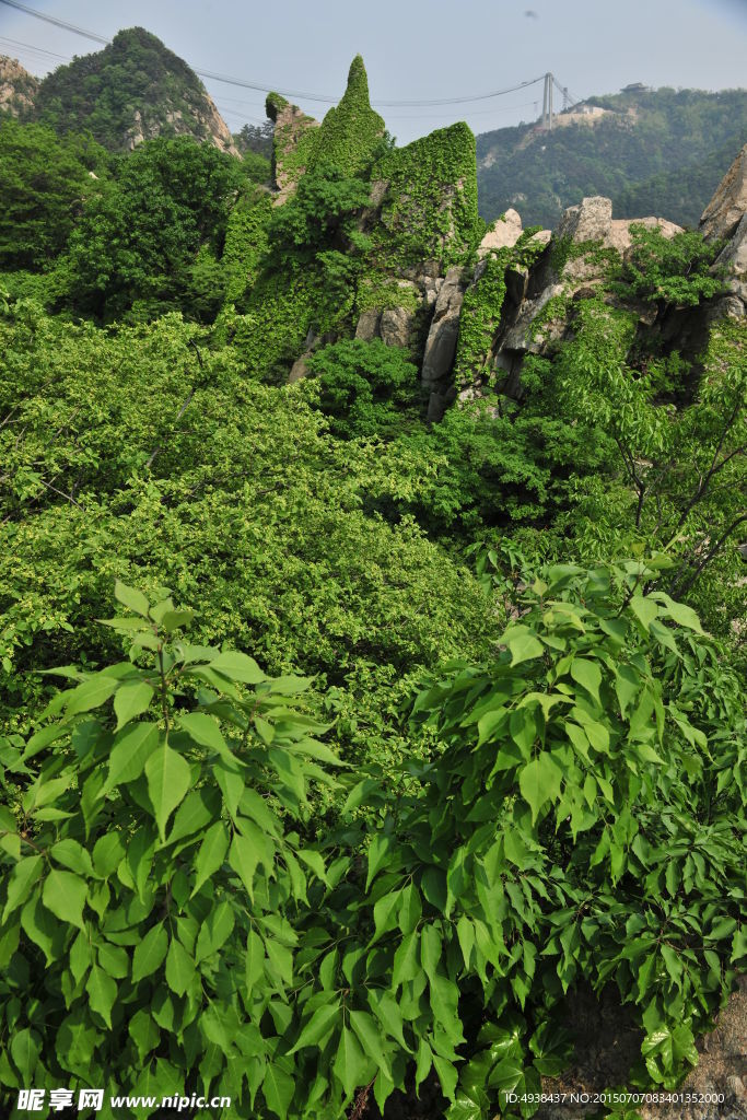 植被 旅游区风景