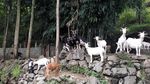 山羊