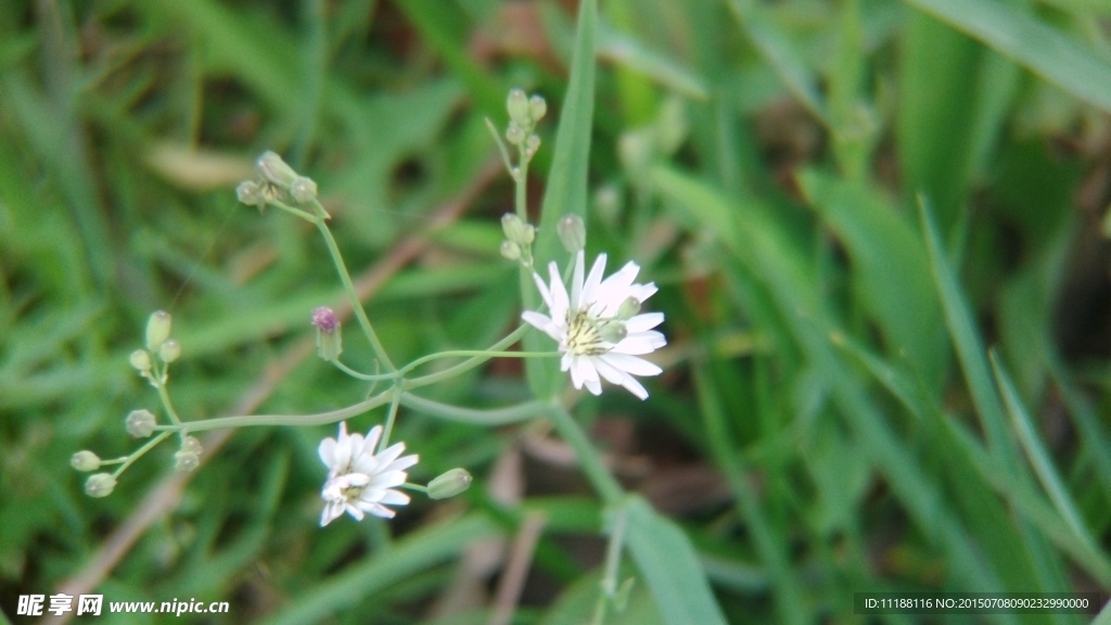 白色小花