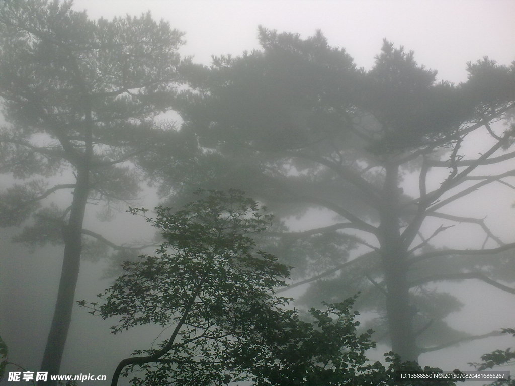 黄山古松树