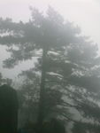 黄山古松树