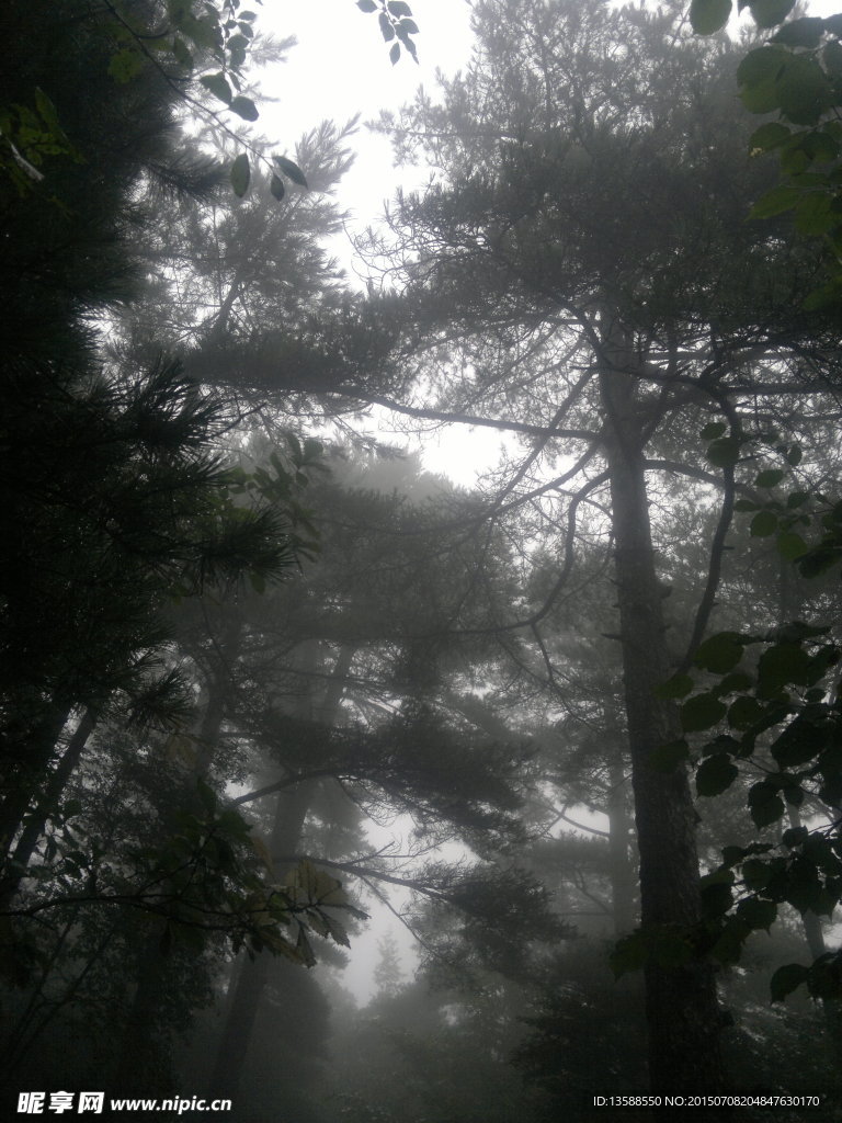 黄山古松树