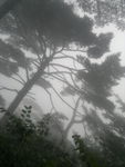 黄山古松树