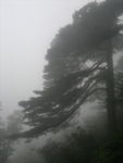 黄山古松树