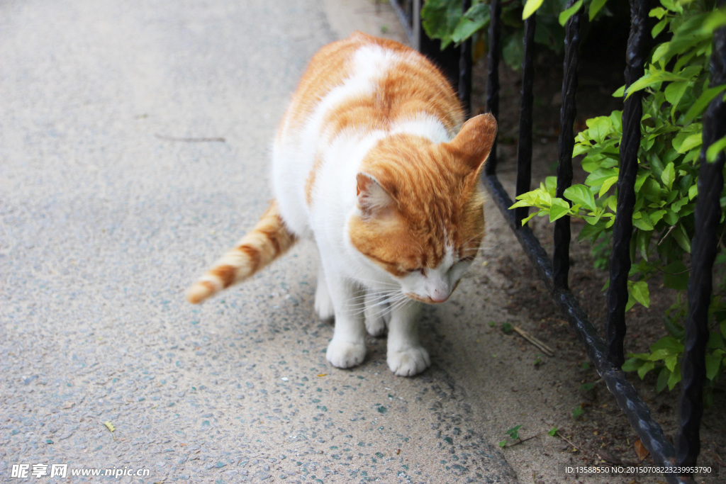 小黄猫