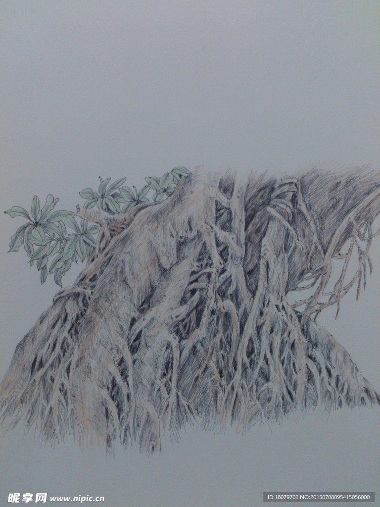榕树
