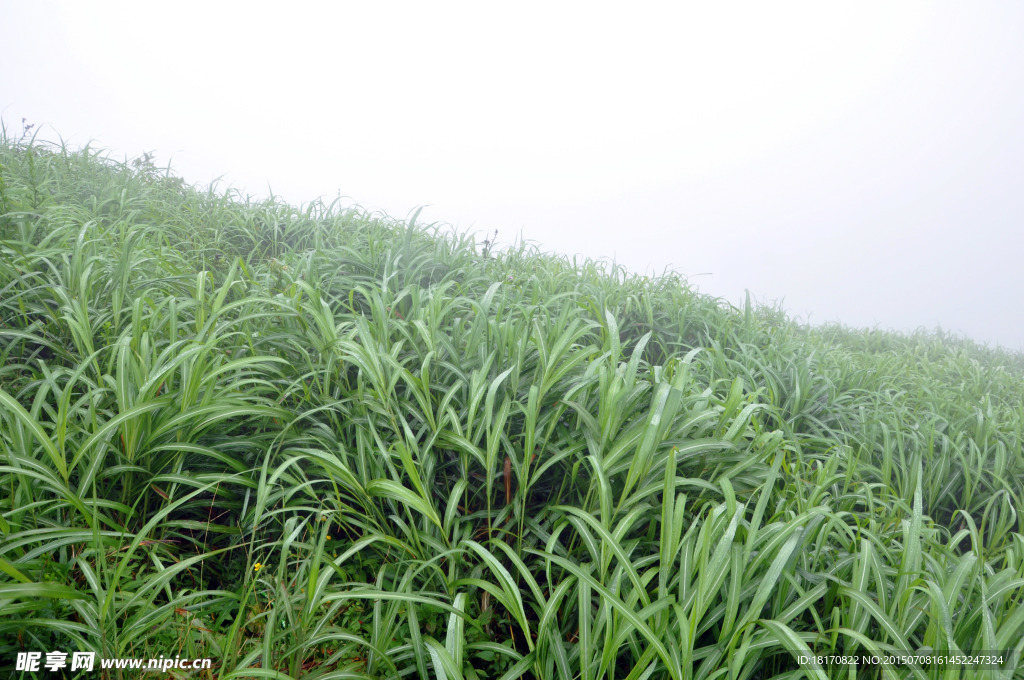 江西武功山草地