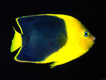 海底生物