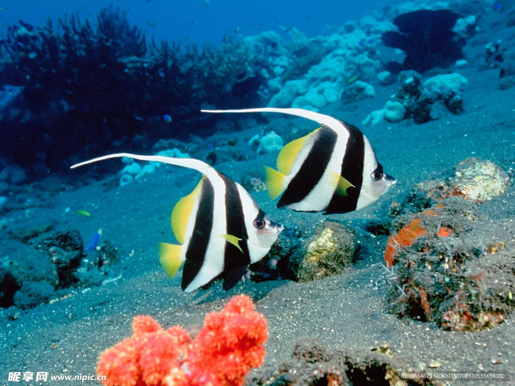 海洋生物