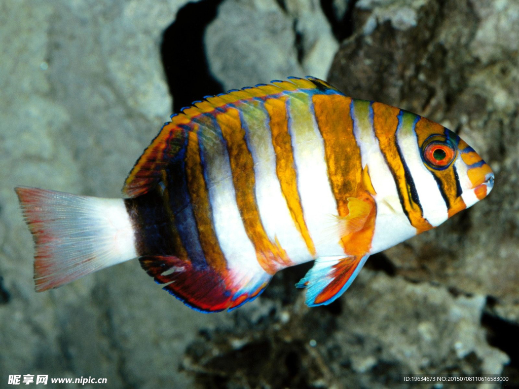 海底生物
