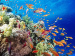 海底生物