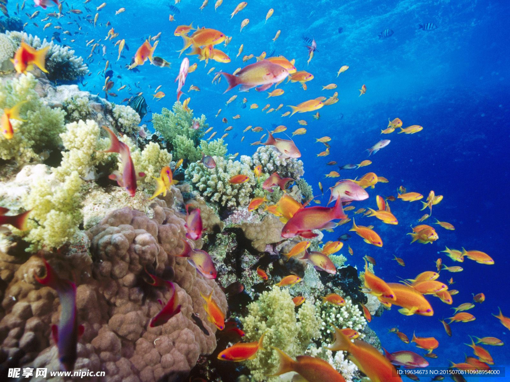 海底生物