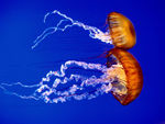 海洋生物