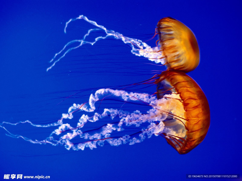 海洋生物
