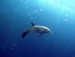 海底生物