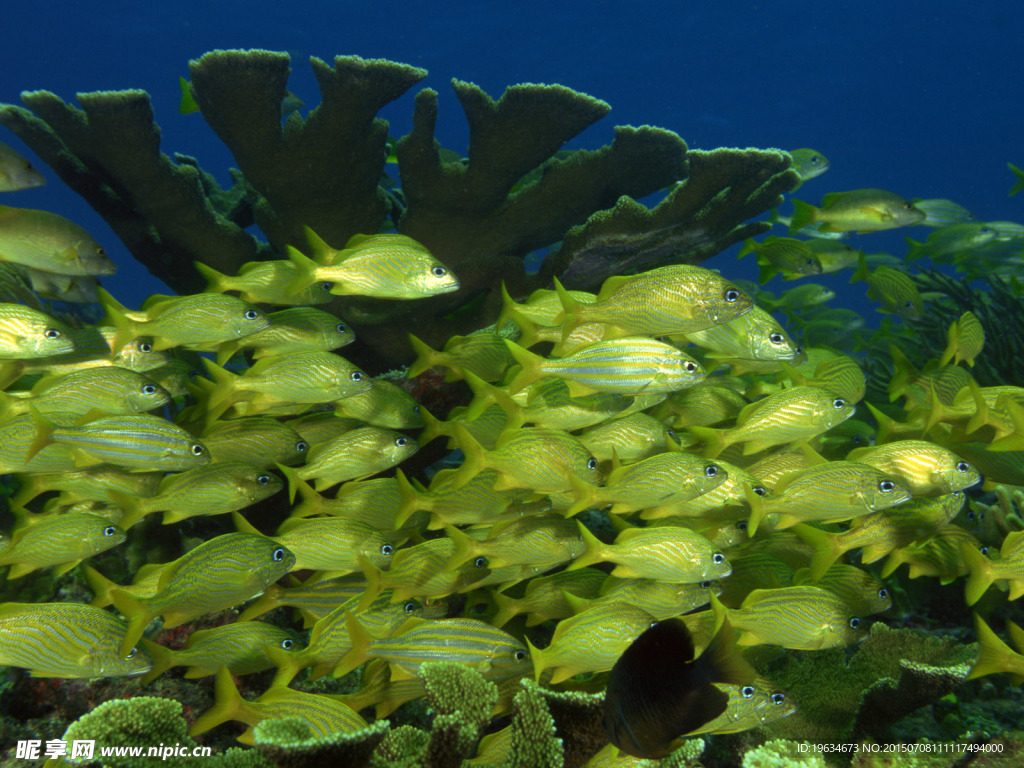 海底生物