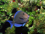 海底生物