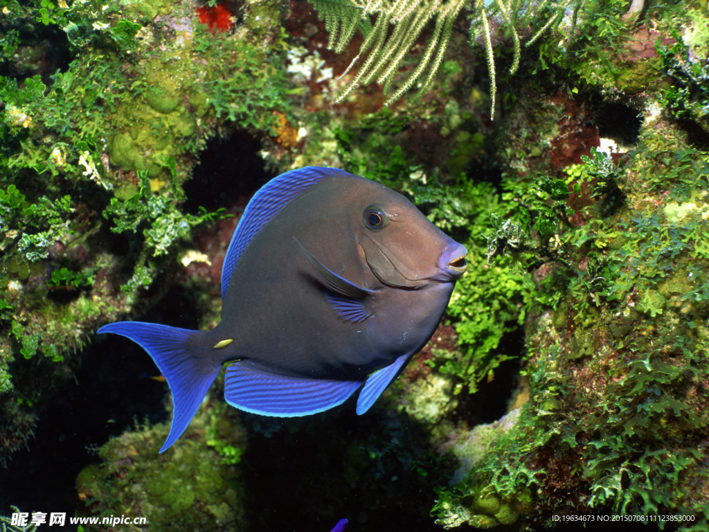 海底生物