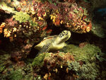海底生物