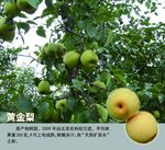 黄金梨展板