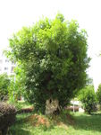 青香树