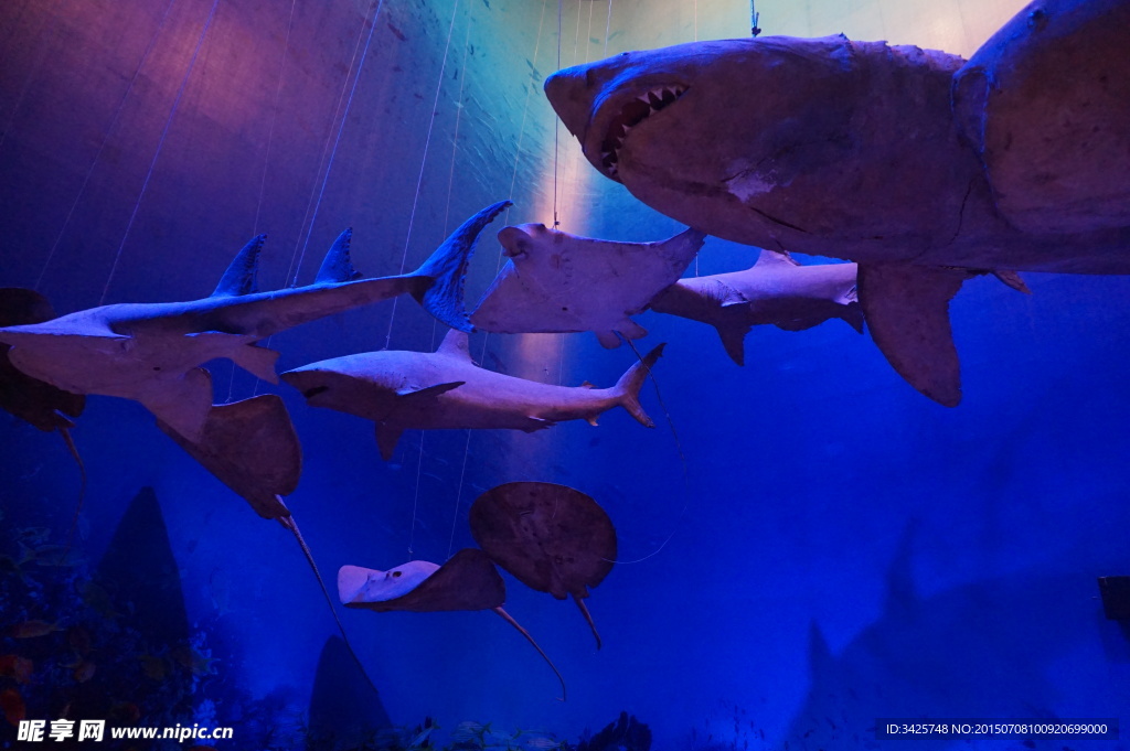 广州博物馆 鲸鱼 海底世界