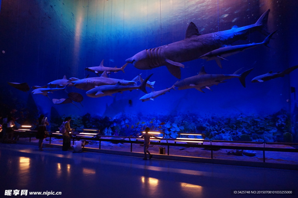 广州博物馆 鲸鱼 海底世界