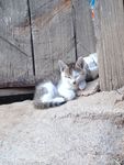 睡觉的小猫