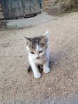 小猫