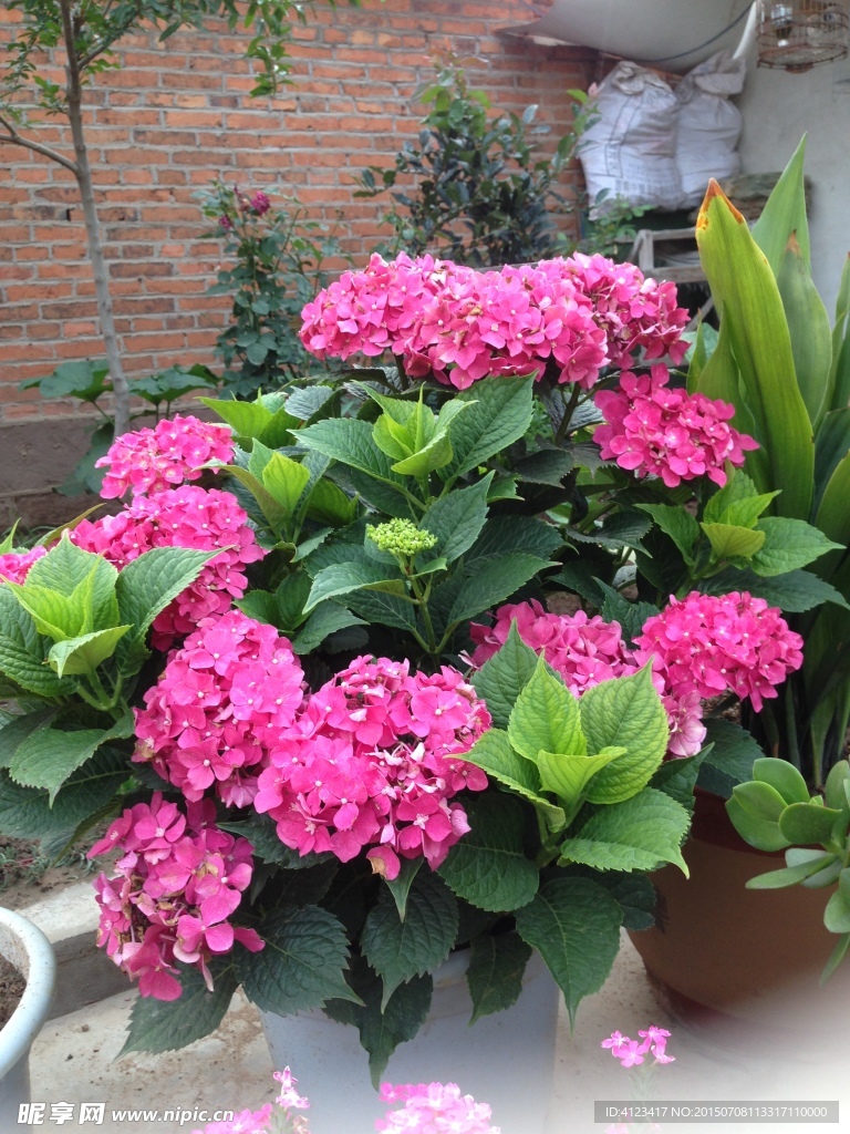 红色花