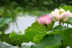 高清荷花摄影