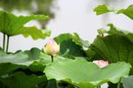高清荷花摄影