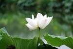 高清荷花摄影
