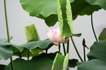 高清荷花摄影