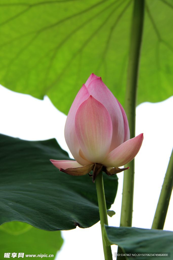 高清荷花摄影