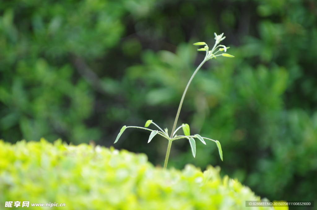 绿色小草