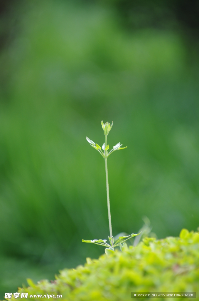 绿色 小草