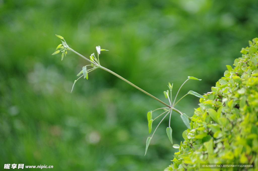 绿色 小草