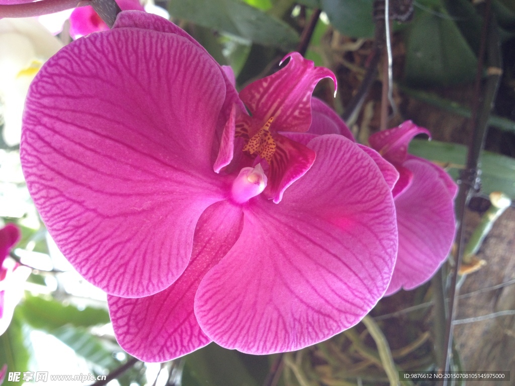 蝴蝶花