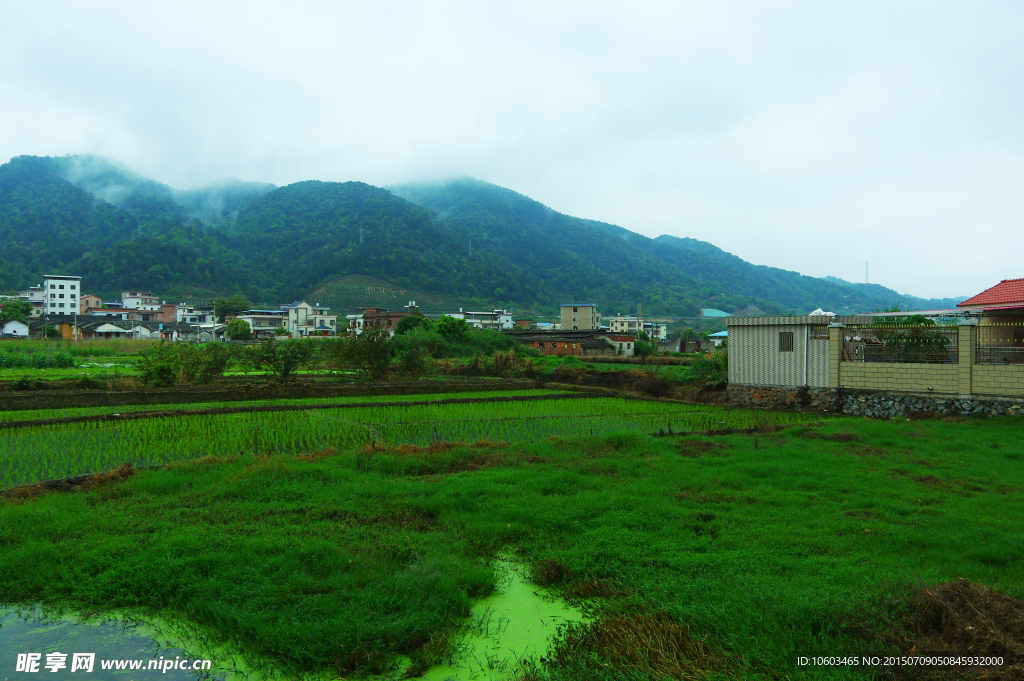 绿色田园