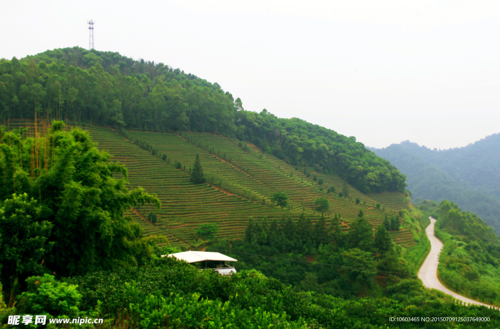 茶田旅游 果林度假