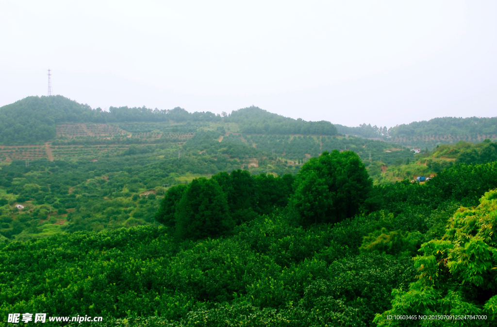 茶田旅游 果林度假